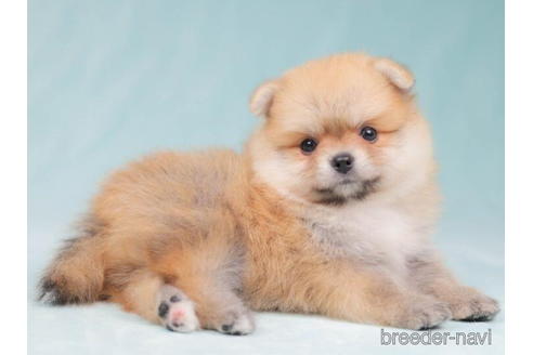 成約済の東京都のポメラニアン-203767の4枚目